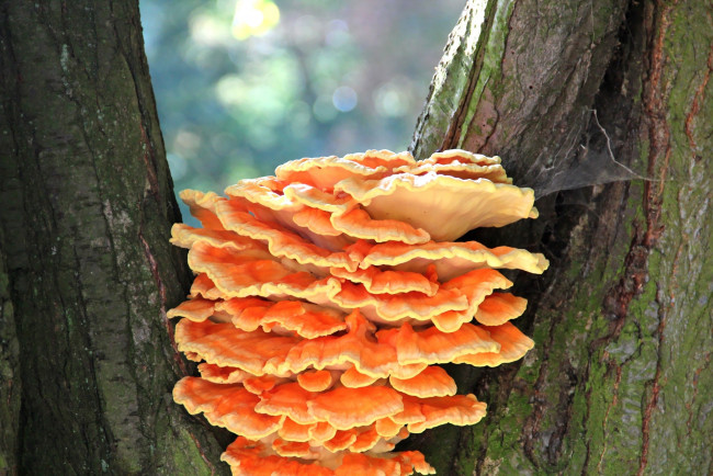 Обои картинки фото природа, грибы, грибная, семейка