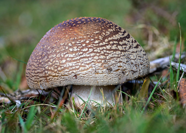 Обои картинки фото природа, грибы, макро