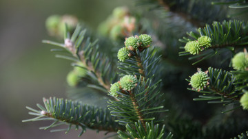 Картинка природа деревья иголки ветки фон ель хвоя бутоны шишки молодые хвойные боке шишечки еловые конифе