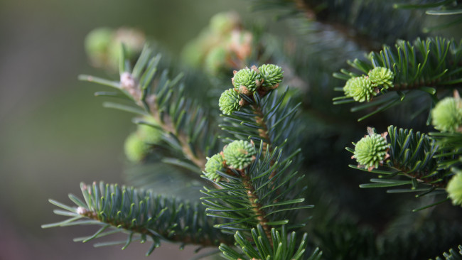 Обои картинки фото природа, деревья, иголки, ветки, фон, ель, хвоя, бутоны, шишки, молодые, хвойные, боке, шишечки, еловые, конифе