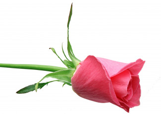 Картинка цветы розы роза розовая