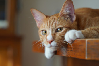 Картинка животные коты кот кошка