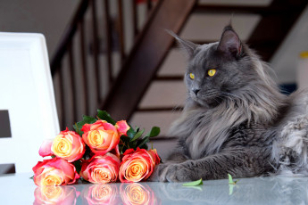 Картинка животные коты кот кошка