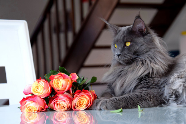 Обои картинки фото животные, коты, кот, кошка