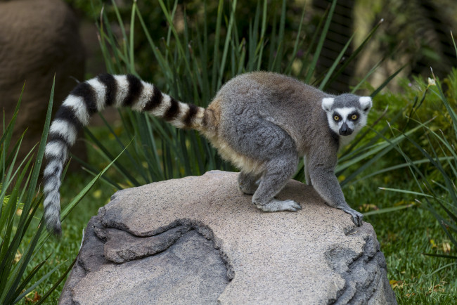 Обои картинки фото животные, лемуры, лемур, камень