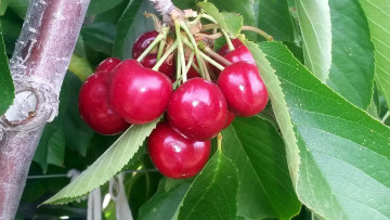 обоя природа, ягоды, вишни