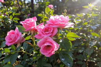 обоя 3д графика, цветы , flowers, розы, розовые, кусты, сад