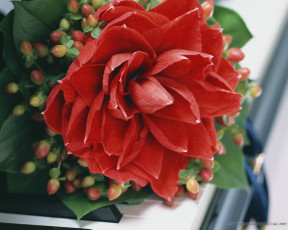 обоя цветы, георгины