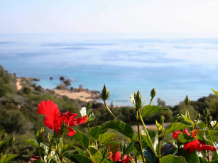 Картинка цветы гибискусы