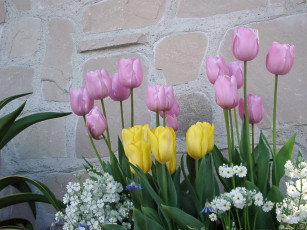 Картинка цветы разные вместе