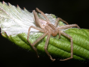Картинка spiderguardingeggs животные пауки