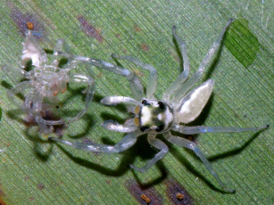 Картинка whitejumpingspiderwithskin животные пауки