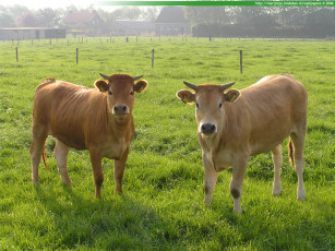 Картинка животные коровы буйволы