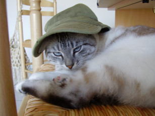 Картинка животные коты