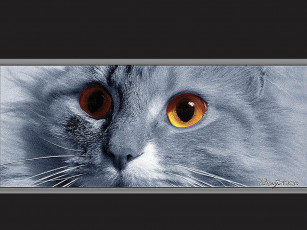 Картинка животные коты