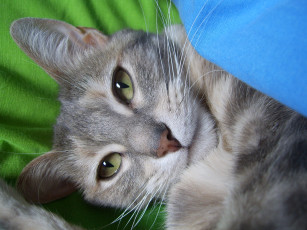 Картинка животные коты