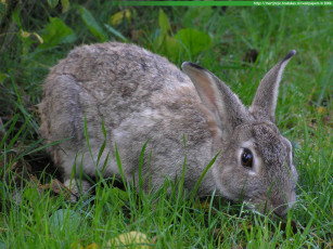 Картинка животные кролики зайцы