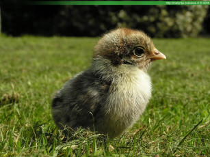 Картинка животные куры петухи