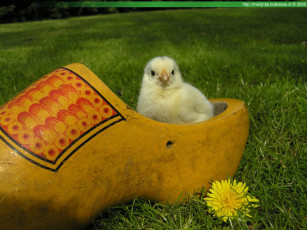 Картинка животные куры петухи