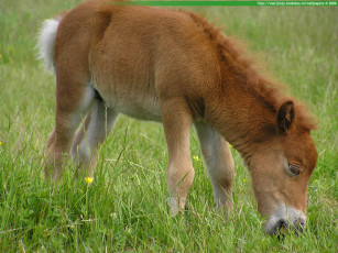 Картинка животные лошади