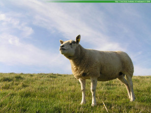 Картинка животные овцы бараны