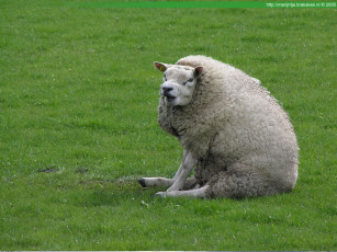 Картинка животные овцы бараны