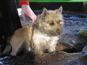 Картинка животные собаки