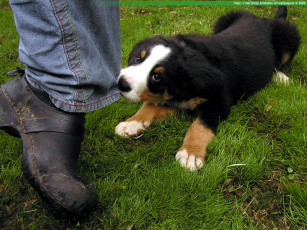 Картинка животные собаки