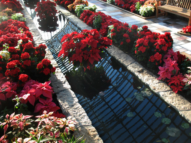 Обои картинки фото цветы, пуансеттия