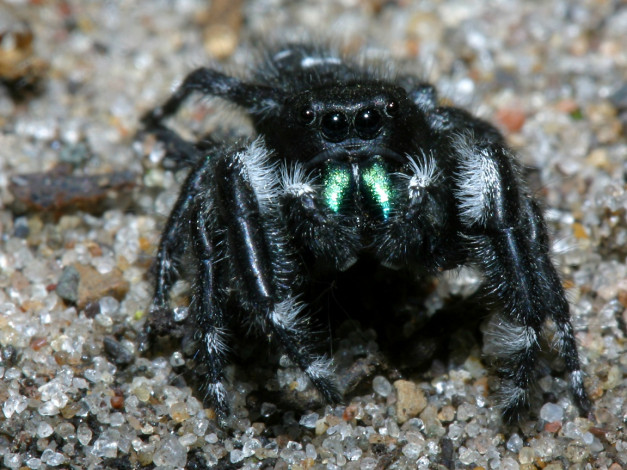 Обои картинки фото daringjumpingspider, животные, пауки
