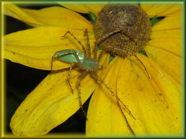 Обои картинки фото pviridans, животные, пауки