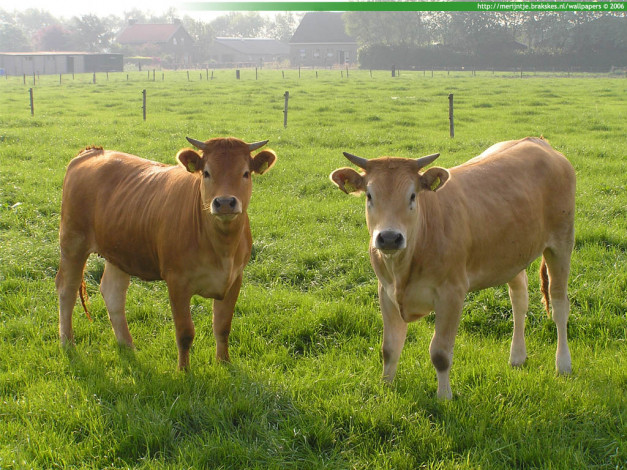 Обои картинки фото животные, коровы, буйволы