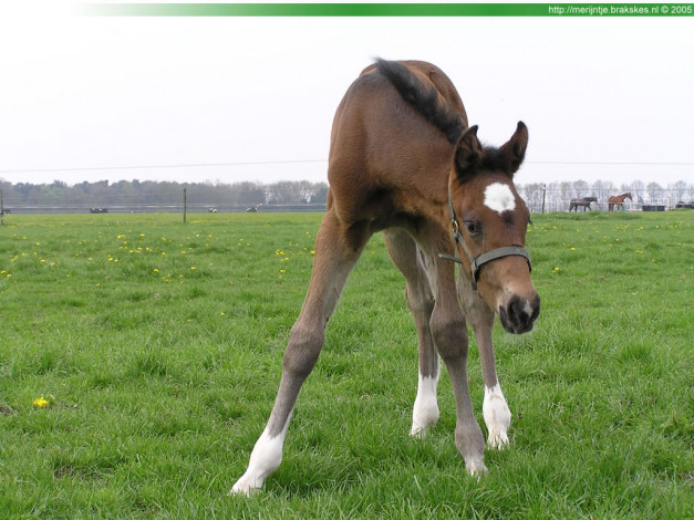 Обои картинки фото животные, лошади