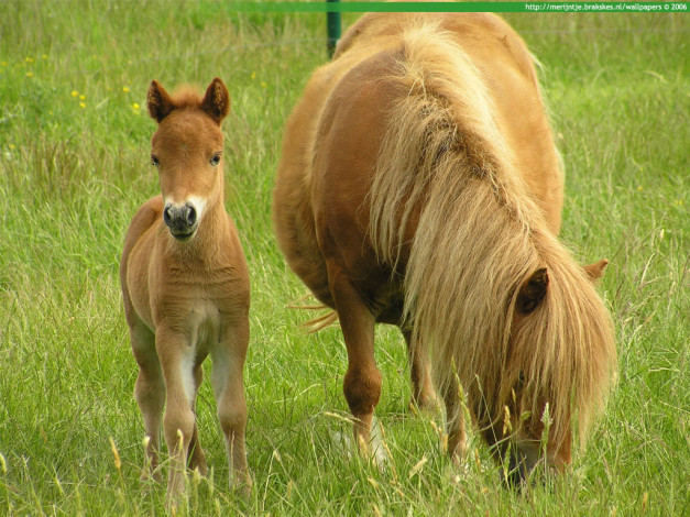 Обои картинки фото животные, лошади