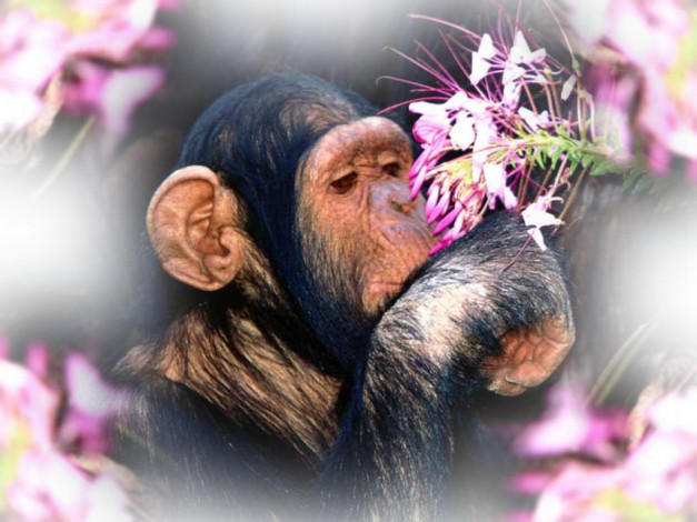 Обои картинки фото животные, обезьяны