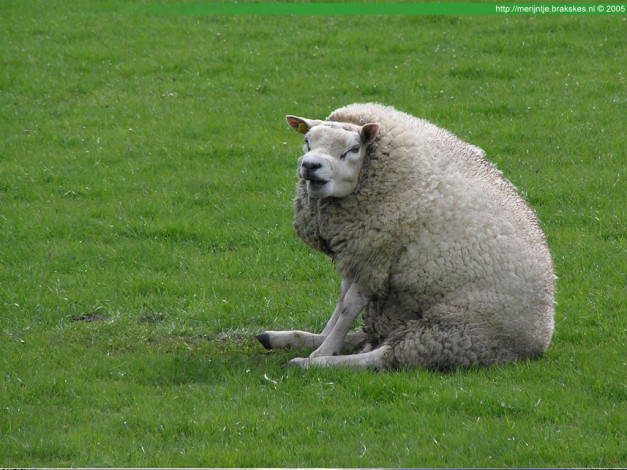 Обои картинки фото животные, овцы, бараны