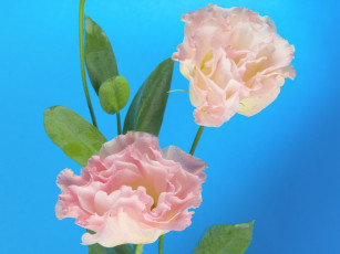 Картинка цветы эустома