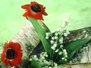 Картинка цветы разные вместе