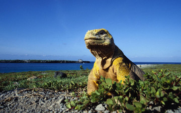 Картинка животные Ящерицы игуаны вараны
