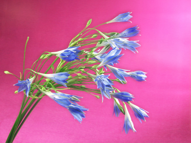 Обои картинки фото цветы