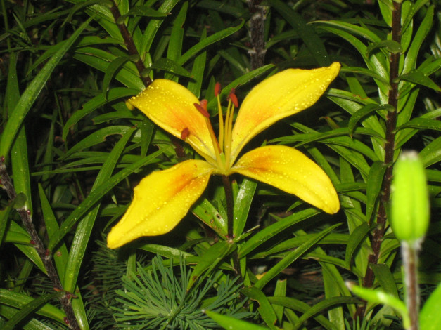 Обои картинки фото цветы, лилии, лилейники