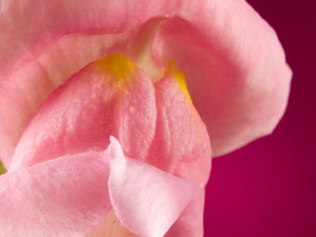 Обои картинки фото цветы, львиный, зев