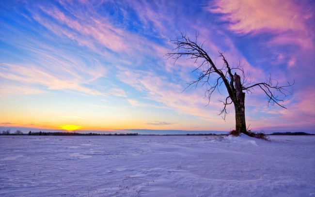 Обои картинки фото природа, деревья