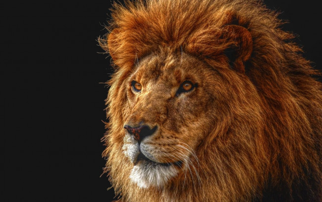Обои картинки фото животные, львы