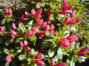 Картинка цветы рододендроны азалии много бутоны