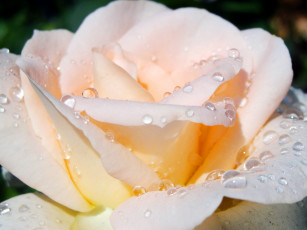 Картинка цветы розы нежность