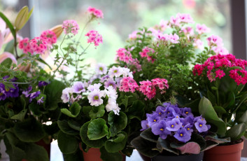 Картинка цветы разные вместе вербена примулы фиалки каланхоэ