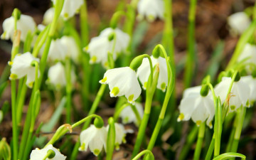 обоя белоцветник, цветы, подснежники, нежные, весна