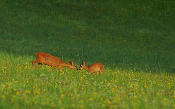 Картинка животные олени косуля детеныш