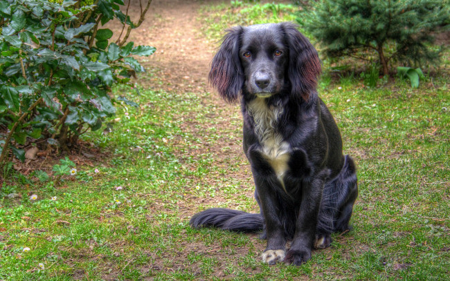 Обои картинки фото животные, собаки, белая, грудка